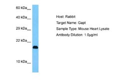 GAPT Rabbit anti-Mouse, Polyclonal, Novus Biologicals 0.1 mL | Buy Online | Novus Biologicals | Fisher Scientific